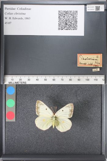Media type: image;   Entomology 124003